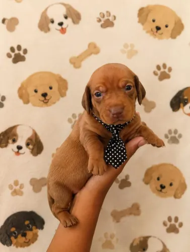 Filhotes dachshund