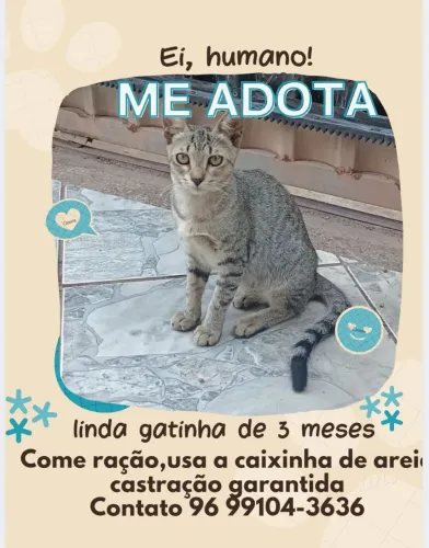 Adote uma gatinha