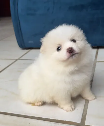 Spitz Alemão Lulu da Pomerânia
