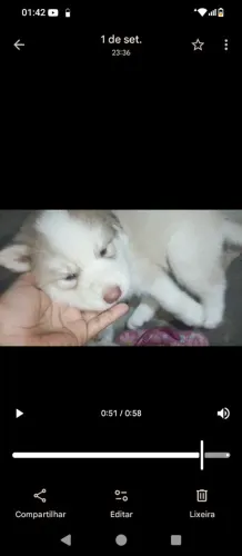 Filhotes de husky siberiano 