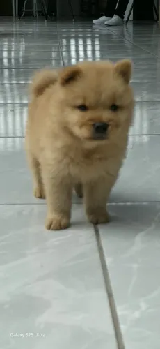 Vendo filhotes de chow chow