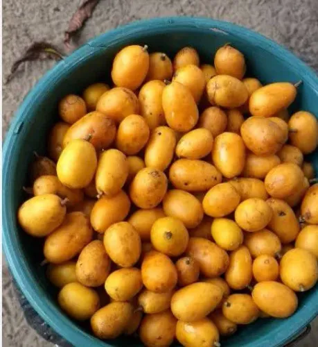 Vendo balde de caja 70 reais