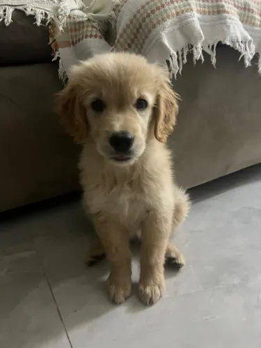 Golden retriever fêmea 3-4 meses com duas vacinas 
