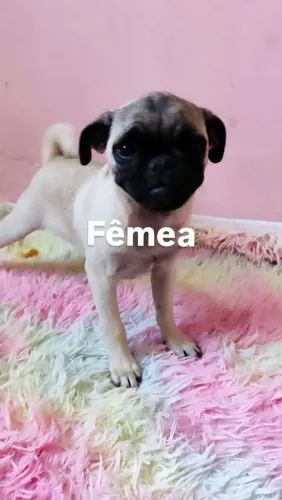 Filhotes de Pug