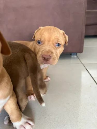 cachorro pitbull