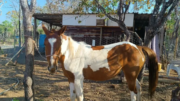 VENDE SE CAVALO DE RAÇA