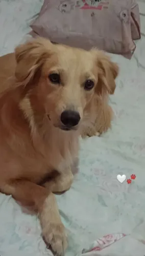 Cachorro para adoção 