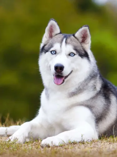 Husky siberiano 100% puro