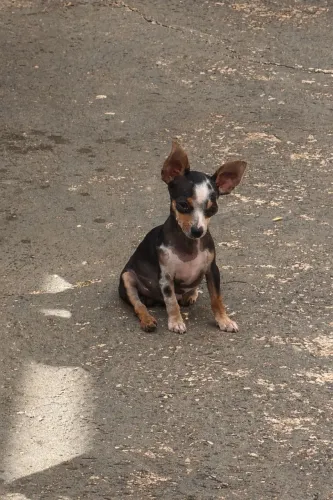 Pinscher macho zero