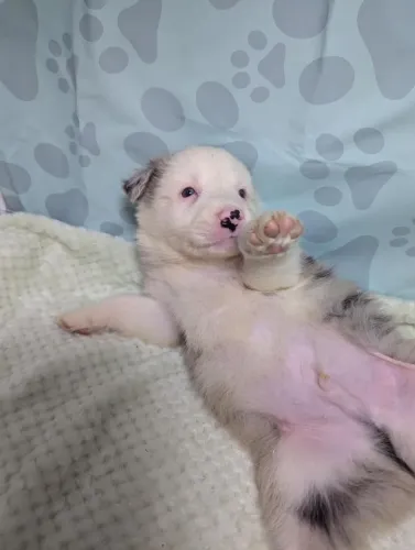Filhotes de Border Collie | Um amigo que traz leveza.