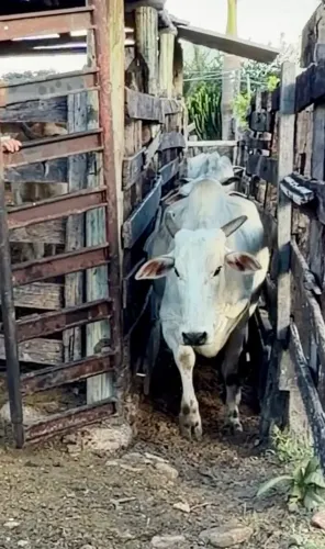 Vendo vacas Nelore 