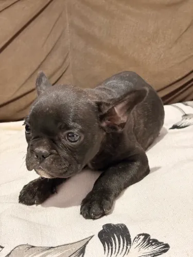 Filhote Bulldog Francês 