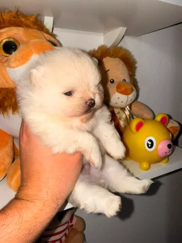 Spitz alemao anão aqui encontra macho e femea 