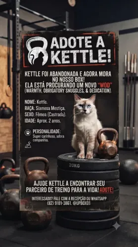 Gata castrada educada e dorcil