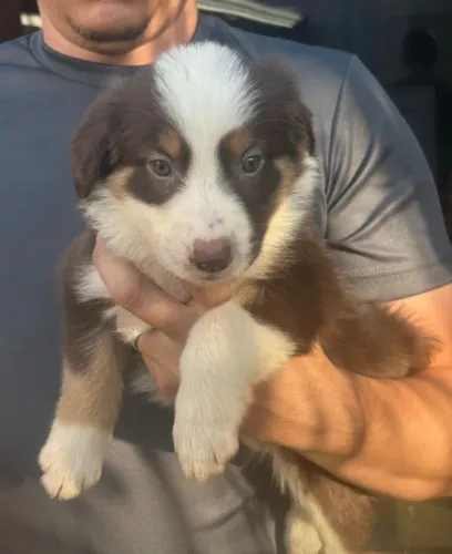 FILHOTES DE BORDER COLLIE À VENDA EM CAMPO GRANDE ?