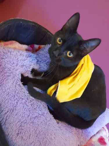 Gatinha pra doação Pinhais *