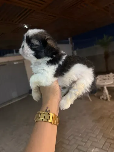 Shih tzu macho