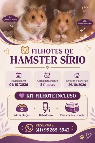 ? Filhotes de Hamster Sírio - Curitiba/PR