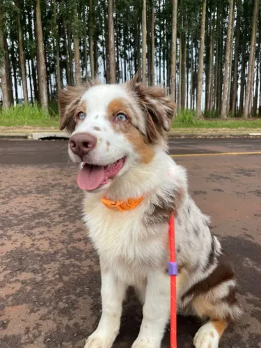 Filhote Pastor Australiano (Australian Shepherd)