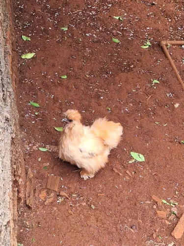 Casal galinha e galo sedosos