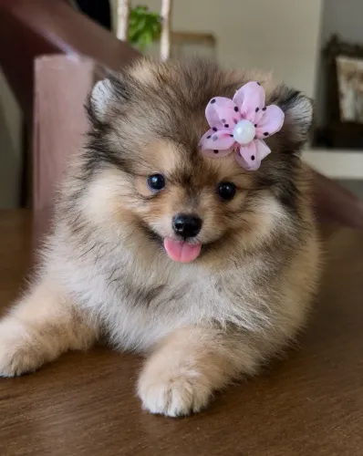 Lulu da pomerânia fêmea anãzinha