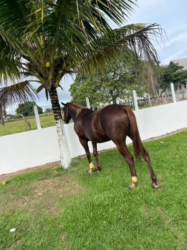 QM direita