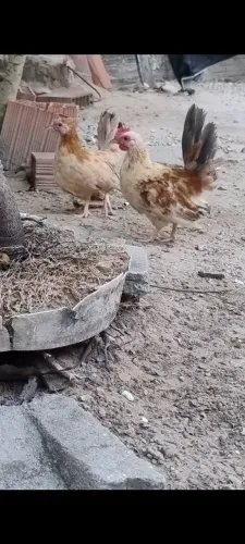 Galo/Galinha