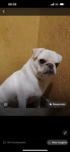 Cachorro pug branco raro