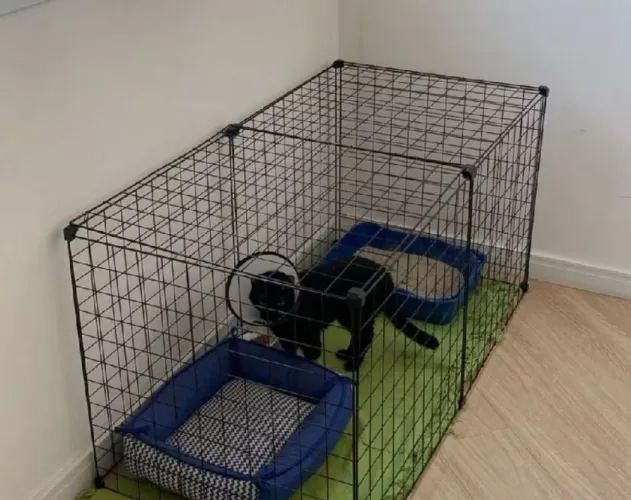 Cercado para tratamento de animais ou para coelhos