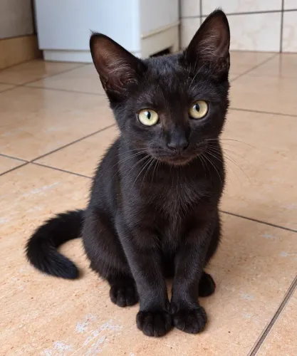 Gatos irmãos dóceis e carinhosos 4 meses para doação!