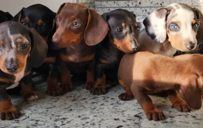 Salsicha Disponíveis! Maravilhosos!!!