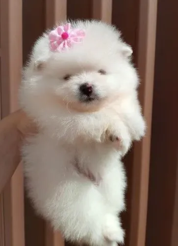 Lulu da Pomerânia anão - Spitz