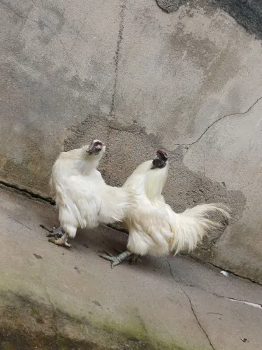 Vendo casal de sedosa