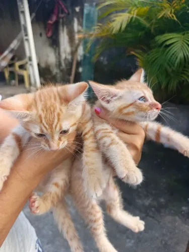 Gatinhos para adoção