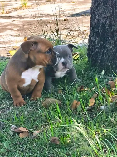 American bully