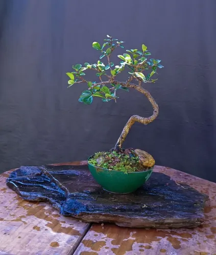 Bonsai acerola