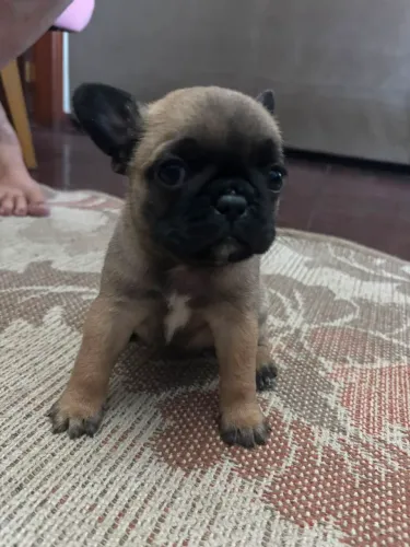 Buldogue francês fêmea