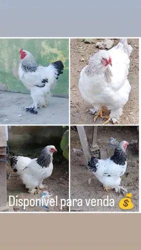 Brahma light galo e galinha 