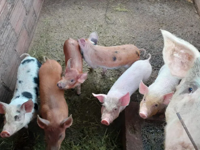 Vendo leitões