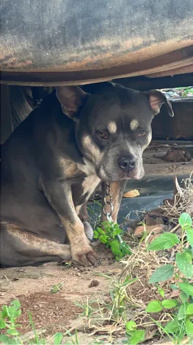 American bully
