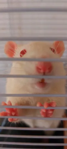 Rato twister macho albino