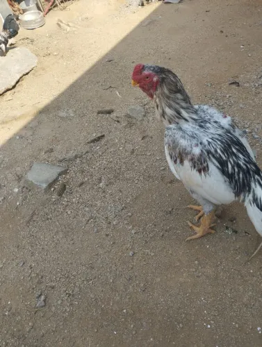 Galo índio bico curto