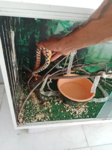 Terrário completo ?