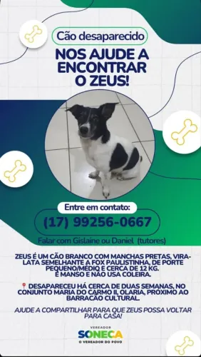 Cachorro desaparecido 