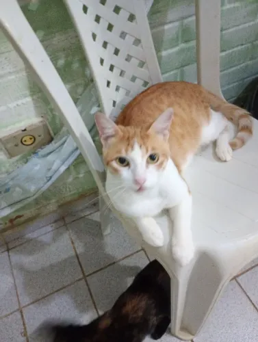 Gato amarelo para adoção 