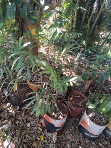 Mudas de plantas