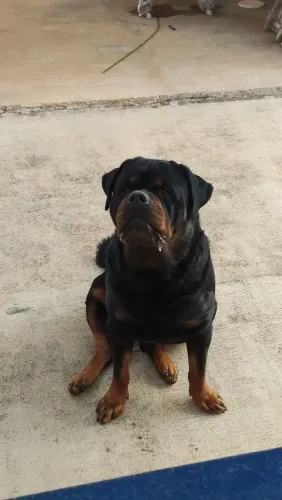 Rottweiler disponível para cruzar 