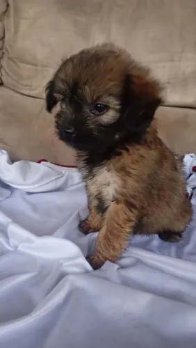 Filhotes poodle com yorkshire