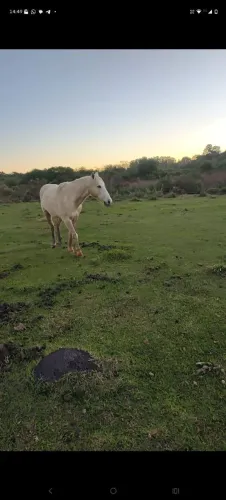 VENDO CAVALO BAIO 