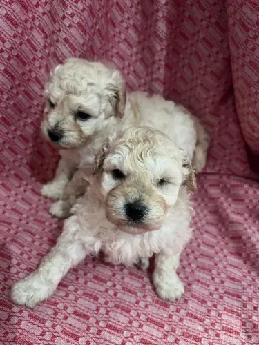 Filhotes de poodle toy fêmea 2500.00 cada e macho 1500.00 cada .já virmifugado